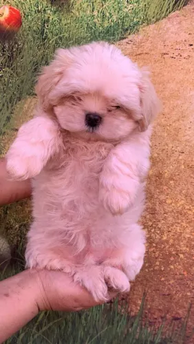 Shih tzu em 10x sem juros no cartao