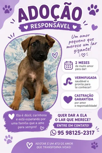Cachorrinha para adoção