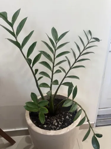 Planta
