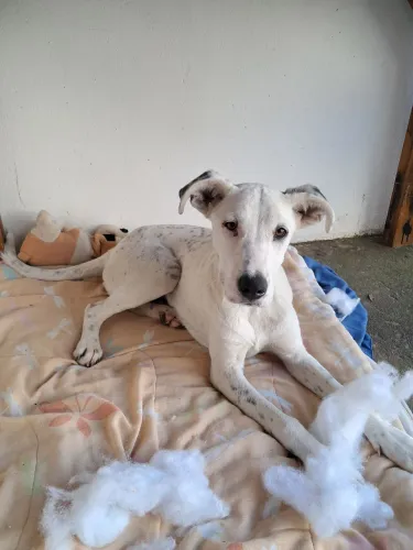 Cão encontrado