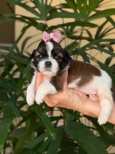 Shih-tzu