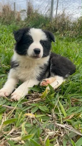 Filhote Border Collie