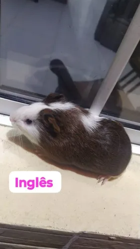 Porquinhas da índia filhotes / leia a descrição