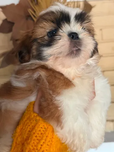 Shih tzu fêmea 