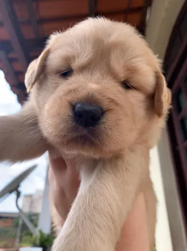 Golden Retriever filhotes !