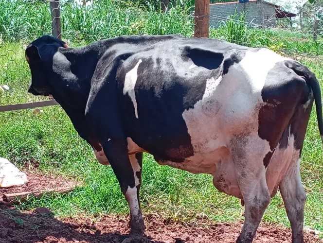 Vendo 4 vacas leiteira parida