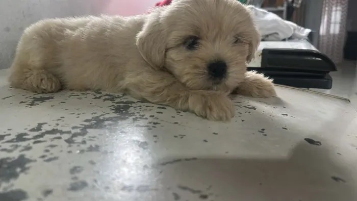 Filhote de Shitzu com lhasa apso