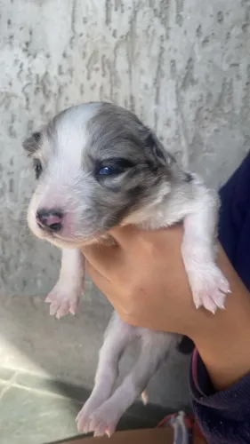 FILHOTE DE BORDER COLLIE