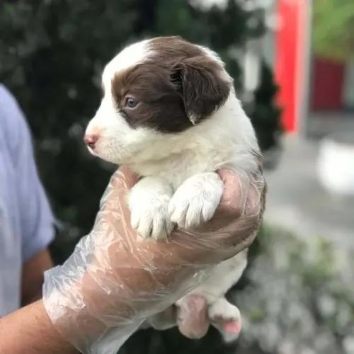 O Companheiro Perfeito para Sua Família: Border Collie + V10 Importada + Contrato