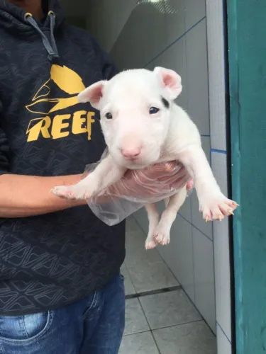 Bull Terrier com Garantia de Saúde e Procedência ? Filhotes Fortes e Selecionados