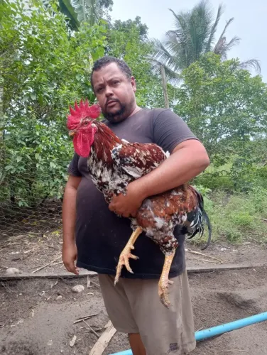 Ovos ferteis de galinha serteja balão puras 15 ovos 100 reais