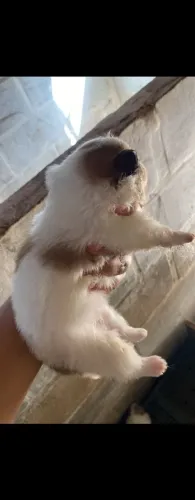 Vendo cachorro splitz alemão fêmea