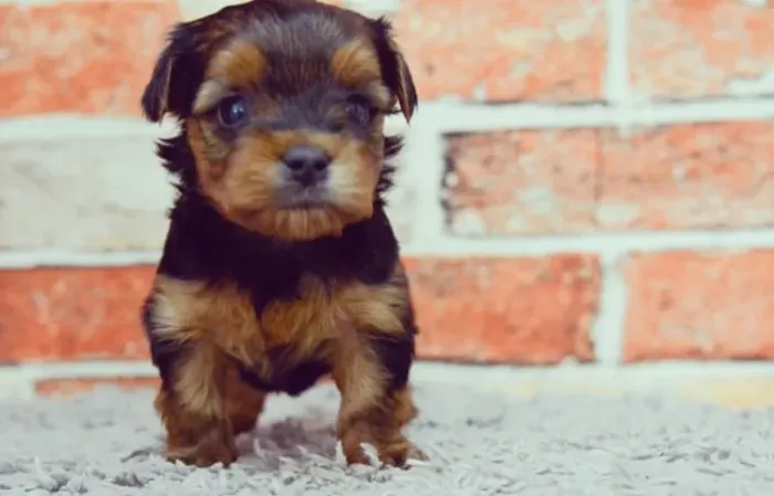 Parece um ursinho de pelúcia! Yorkshire Terrier machinho