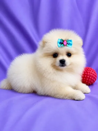 Lulu da Pomerânia na cor creme