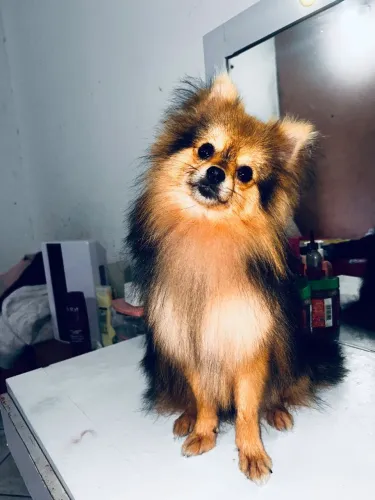 Spitz macho anão