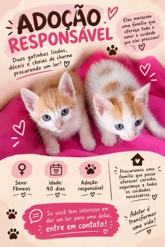 Adoção de gatas fêmeas
