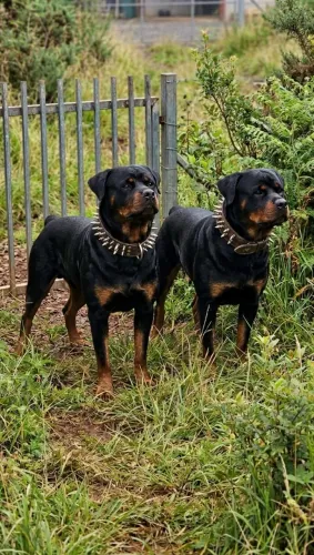 rottwailer filhotes com 5 meses