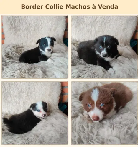 Filhotes de border collie