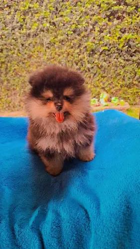 Filhotes de spitz alemão anão macho