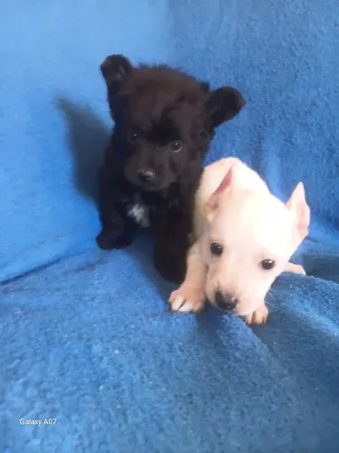 Filhotes de chihuahua com pinscher machinhos minúsculos 