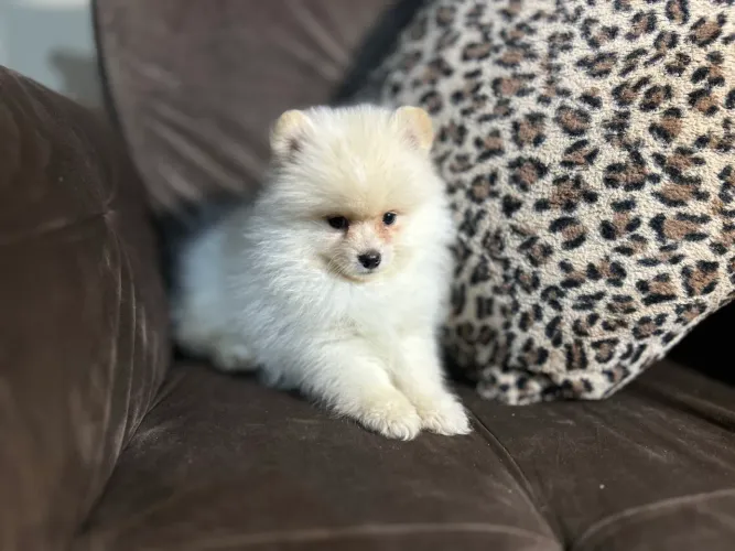 Filhotes de Lulu da Pomerania