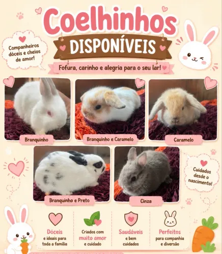 Filhote de Coelhos