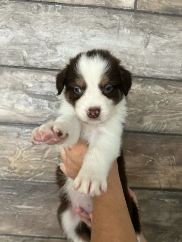 Border Colie