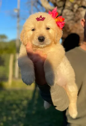 Filhotes Golden Retriever com Pedigree disponíveis