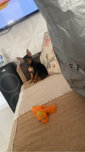 Pet