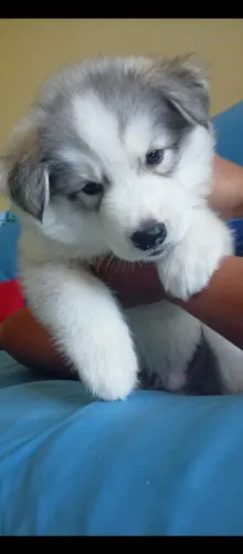 Cachorro ? husky siberiano