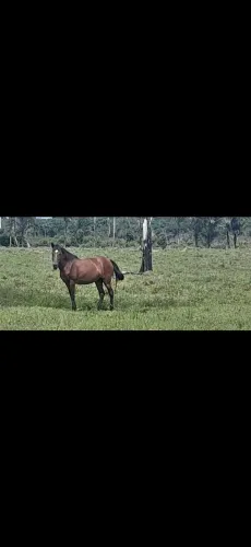 Cavalo