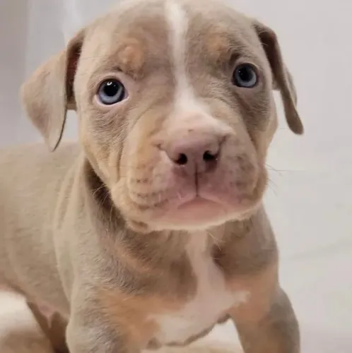 Pitbull Um olhar que entrega confiança