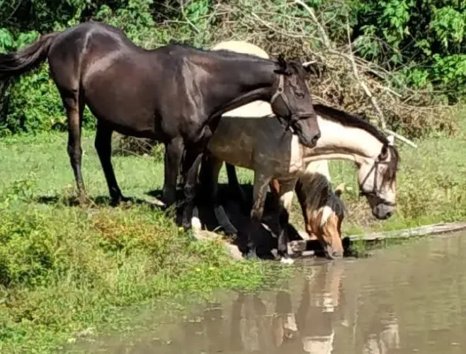 Vendo lindos e saudáveis Cavalos