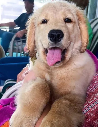 Golden Retriever Pura Leveza em Quatro Pegadas