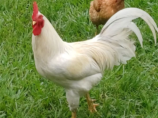 GALOS LEGORNE