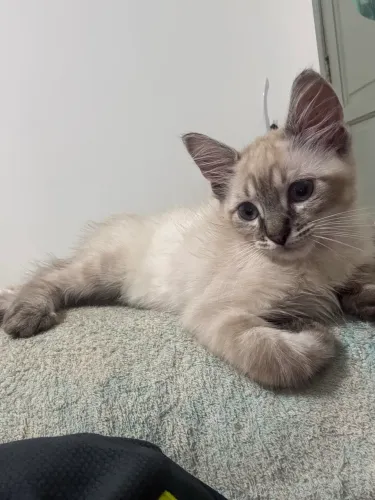 doação de gatinha