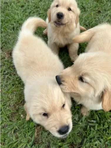Lindos filhores de Golden Retrivier em SP