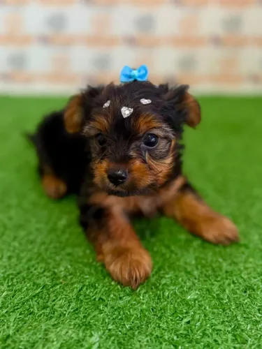 Yorkshire Terrier Fêmea 