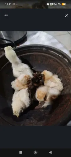 Galinhas sedosas filhotes 