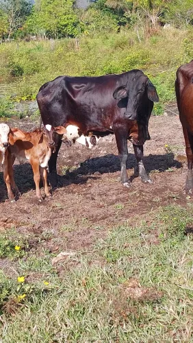 Vaca 