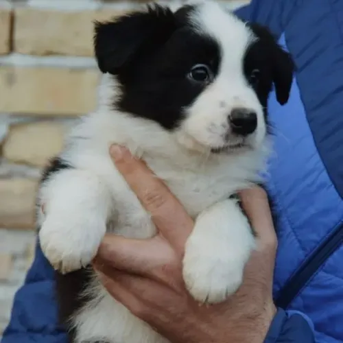 Filhotes de Border Collie | Um pet especial para momentos inesquecíveis.