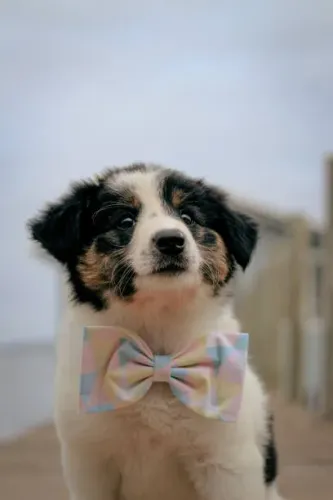 Border Collie de Excelente Padrão ?