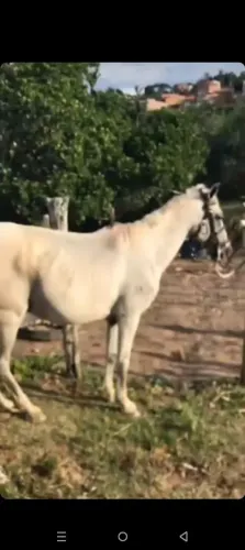 Alguém com porco pra rolo