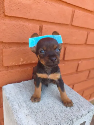 Bebê Pinscher lindo e saudável disponível 