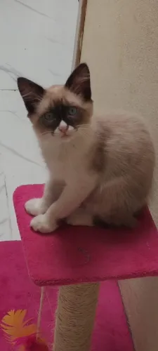 Adotar uma gatinha