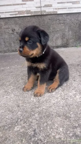 Lindos bbs de rottweiler 