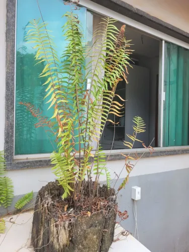 Planta