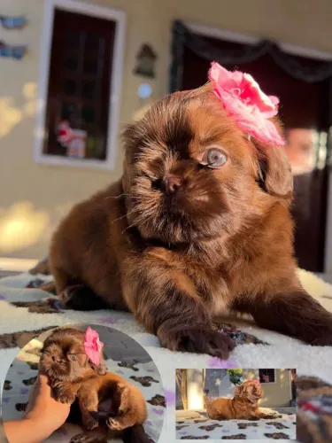 Shih tzu 