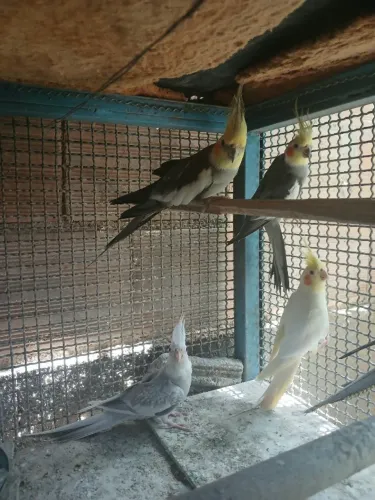 vendo