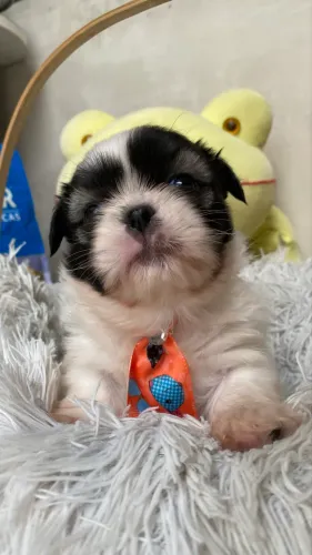 Filhote de Shih tzu macho 